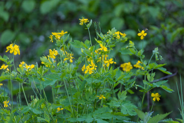 istock Chelidonium majus, commonly known as greater celandine 1488803976