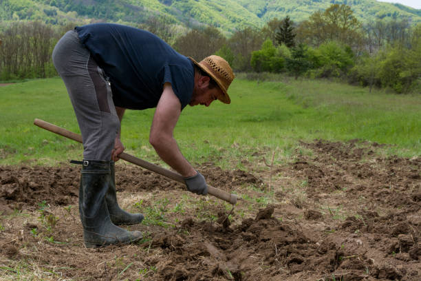 istock A farmer with a hoe is making rows and a hole in a field preparing them for planting potatoes 1488805679