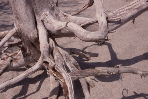 istock roots of a dry tree on the beach 1488805870