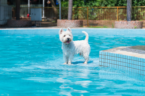 HIgh quality stock photos of a Goldendoodle dog running through water.
