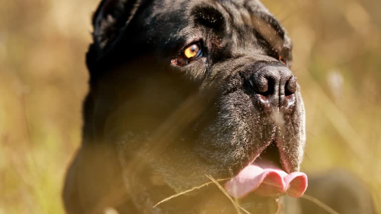 Black Cane Corso Dog. Big Dog Breeds. Close Up Portrait In Dry yellow Grass