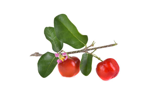 istock Barbados cherry,Ripe thai cherry on white background 1488809851