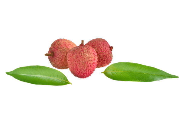 istock Fresh ripe lychee fruits on white background 1488809950