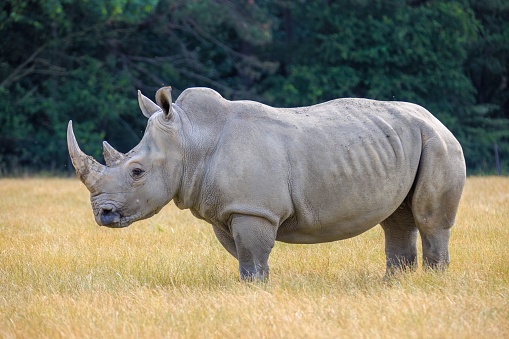 A closeup of a rhinoceros standing in a lush prairie of tall grass