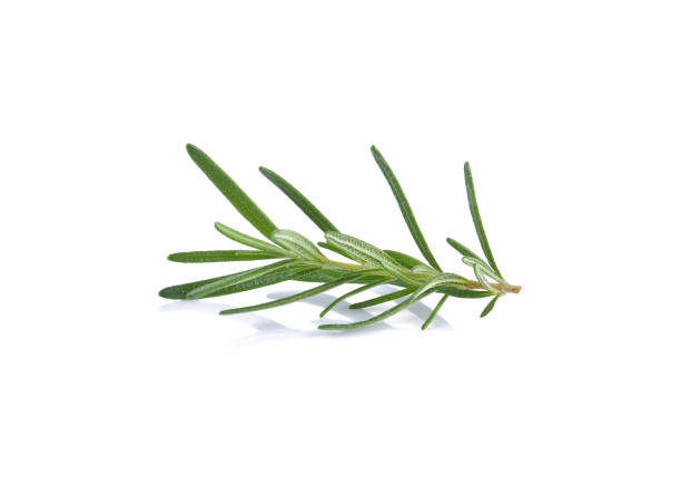 istock Rosemary isolated on white background. 1488810922