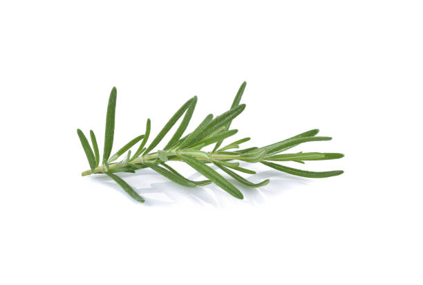 istock Sprig of fresh rosemary isolated on white background. 1488811032