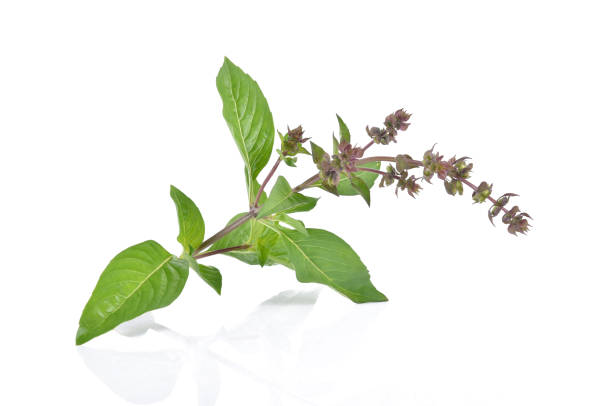 Holy Basil,Ocimum sanctum isolate on white background Holy Basil,Ocimum sanctum isolate on white background pictures of krishna stock pictures, royalty-free photos & images