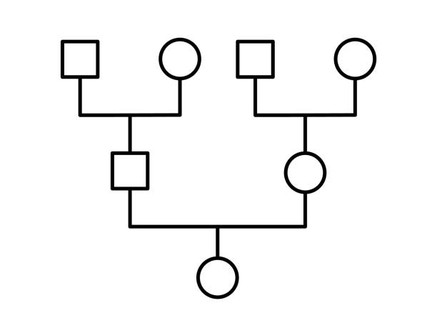Genogram. Family tree chart. Simple diagram showing family members. Genealogy tree structure. Can be used for ancestry heritage research, medical history, systematic constellation. Vector illustration genealogy stock illustrations
