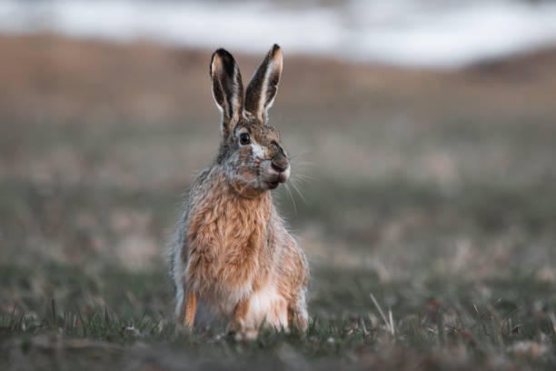 istock hare is sitting in a field 1488812998
