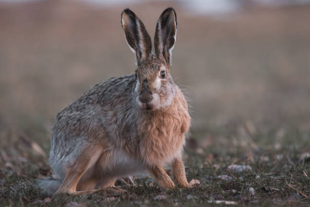 istock brown hare in a field 1488813026
