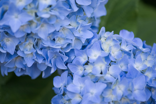 Macro takes a picture of hydrangeas.