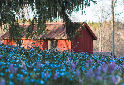 red barn with blue flowers in front of it, small blue spring flowers