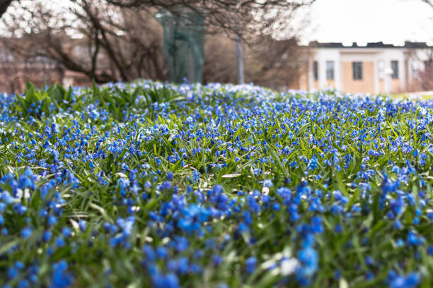 beautiful blue spring flowers in the garden