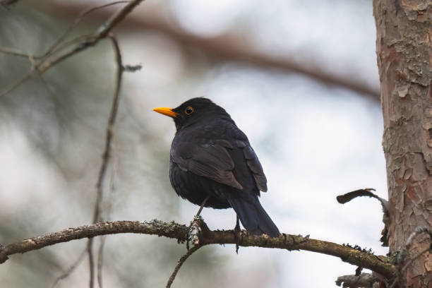 istock blackbird sits on a branch in the woods 1488813560