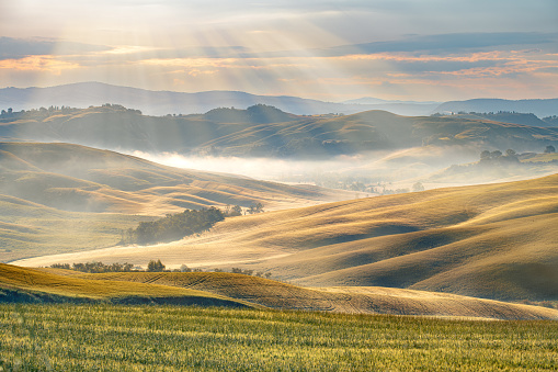 A summer morning in Val d'Orcia, Tuscany, Italy, captured rolling hills and fields in warm golden light, casting shadows and highlights. Olive trees dotted the landscape. This photo exudes the tranquil beauty of Tuscany.
