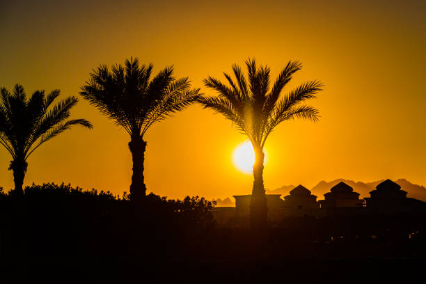 palmiers contre le coucher de soleil à charm el-cheikh, égypte - sinai peninsula photos et images de collection