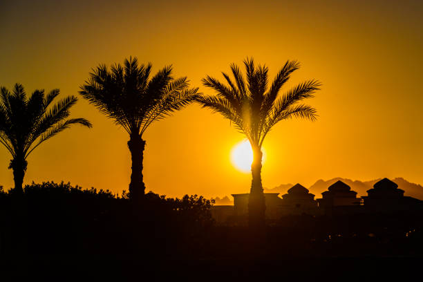 пальмы на фоне заката в шарм-эль-шейхе, египет - sinai peninsula стоковые фото и изображения