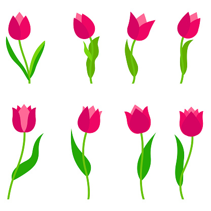 Tulip flowers vector set