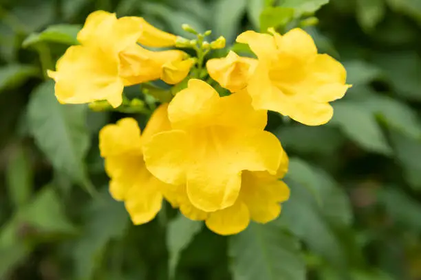 Yellow Elder Flower,Yellow elder, Trumpetbush, Trumpetflower, Tecoma stans