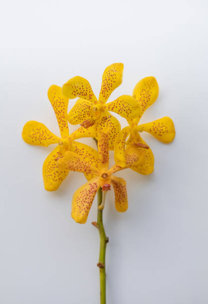 Close up Yellow Orchids Vanda isolated on white background, Vanda coerulea