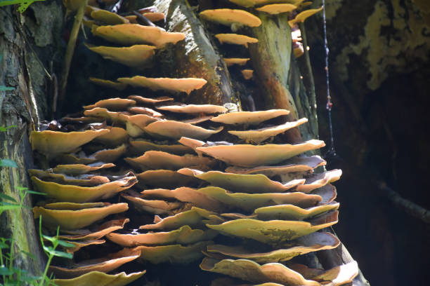 istock Close-up Of Mushrooms On A Tree Trunk 1488815903