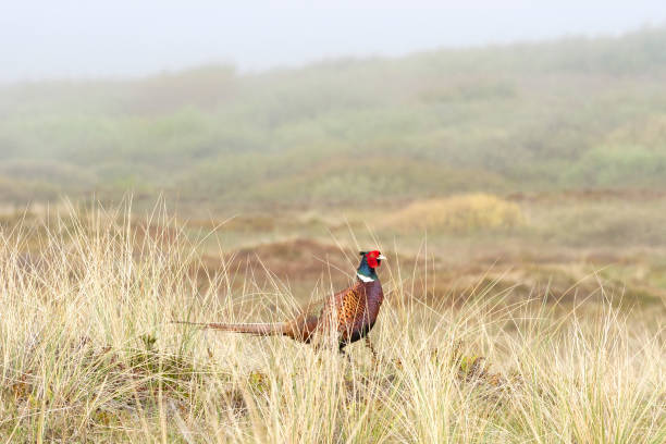 Male common pheasant (Phasianus colchicus), strolling along in a dune landscape on Terschelling island