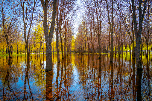 Tree lined woodland meadow with tranquil water reflections in spring at the St. Lawrence River forest in Trois-Rivières, Quebec, Canada