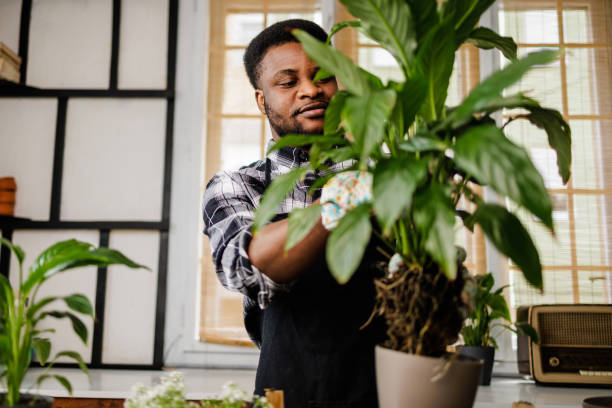istock Male florist examining plants 1488817283