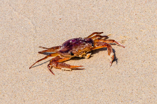 Sea crab on a sand at beach stock photo