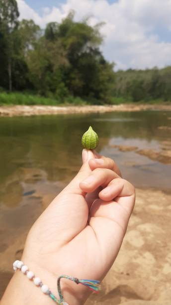 istock The Golden Berry 1488817899