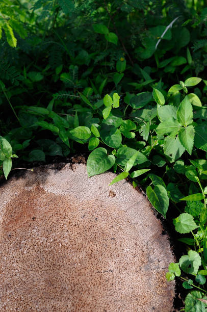 istock cut the base of the coconut tree 1488819821
