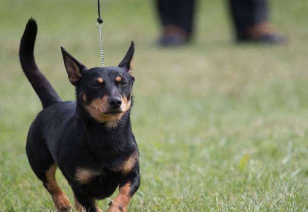 lancashire heeler walking away from the judge at a dog show - lancashire imagens e fotografias de stock