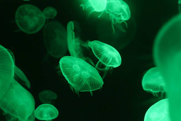 istock Beautiful Jellyfish with neon glow light effect in public aquarium with dark background. Abstract background or sea creatures macro photo concept. 1488821868