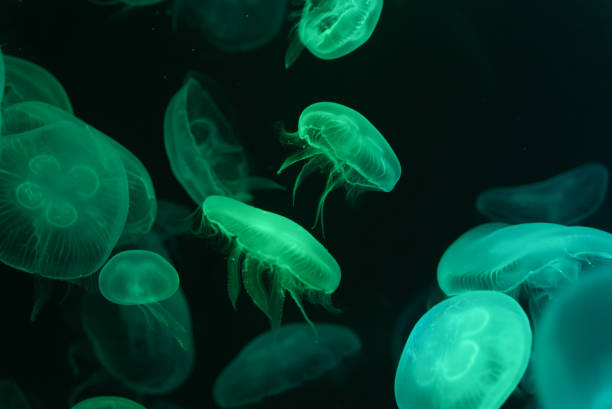 istock Beautiful Jellyfish with neon glow light effect in public aquarium with dark background. Abstract background or sea creatures macro photo concept. 1488822033