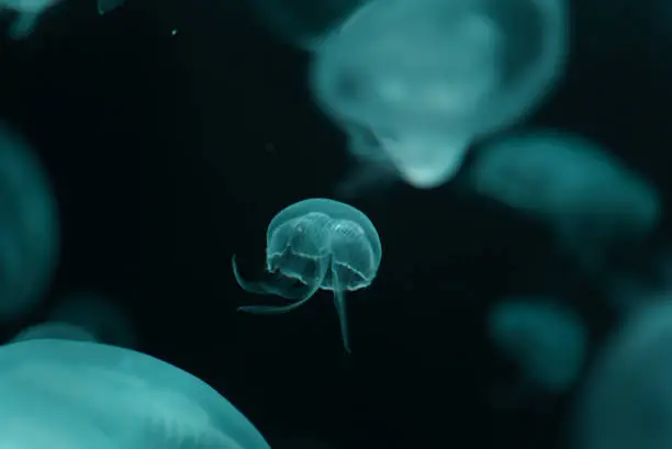 Photo of Beautiful Jellyfish with neon glow light effect in public aquarium with dark background. Abstract background or sea creatures macro photo concept.