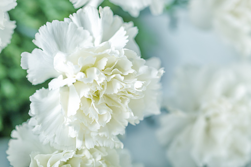 wood  anemones in the forest  from sweden nature -stockholm