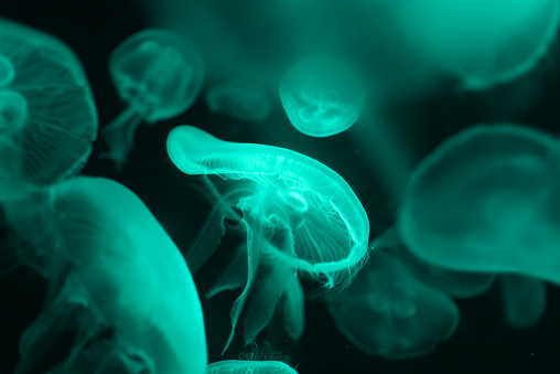 Beautiful Jellyfish with neon glow light effect in public aquarium with dark background. Abstract background or sea creatures macro photo concept.