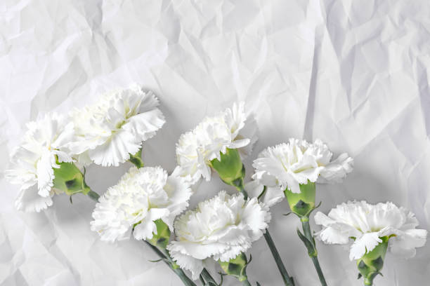istock White carnation flowers on crumble paper background 1488822184