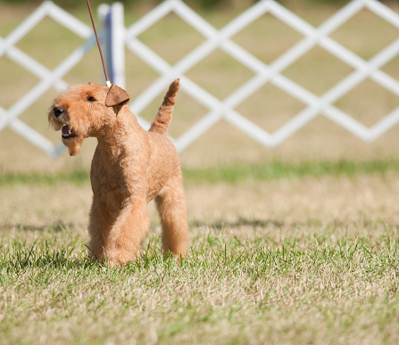 Lakeland Terrier exhibiting at a conformation event during a dog show in NY