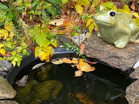 Pond frog (Pelophylax kl. esculentus, Pelophylax \