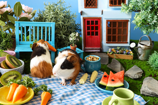 Stock photo showing close-up view of house and garden model scene with young guinea pigs picnicking on blue and white checked picnic blanket.