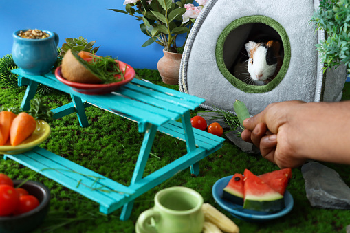 Stock photo showing close-up view of model camping scene with young guinea pig in tent beside picnic table with benches.
