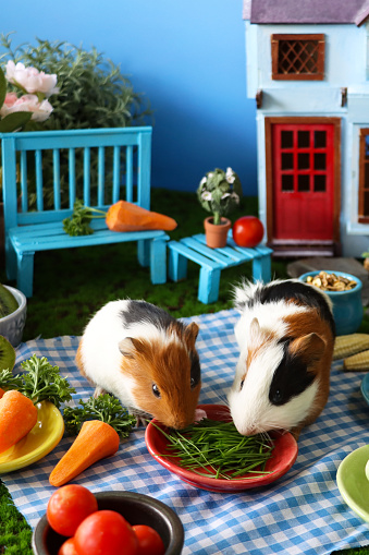 Stock photo showing close-up view of house and garden model picnicking scene with young guinea pigs feeding from a saucer on blue and white checked picnic blanket.