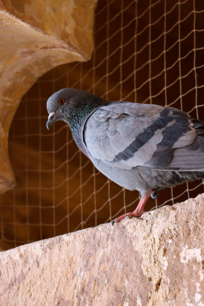 Close-up image of wild, male domestic pigeon (Columba livia domestica) perching on ledge in public building, nuisance pest control bird netting, viewed from below Stock photo of close-up view of perching domestic pigeon nesting in public building beside pest control netting. pigeon meat photos stock pictures, royalty-free photos & images