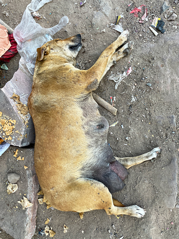 Stock photo showing elevated view of feral street dog in India trying to keep out of the heat of the day amongst the rubbish on the street.