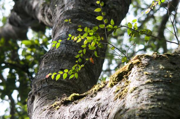 istock Protected Forest in the Gayo Highlands 1488829694