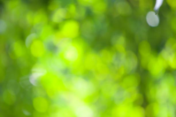 istock Protected Forest in the Gayo Highlands 1488829710