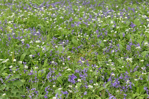 Grassy field covered in masses of wild bluebells in spring sunshine