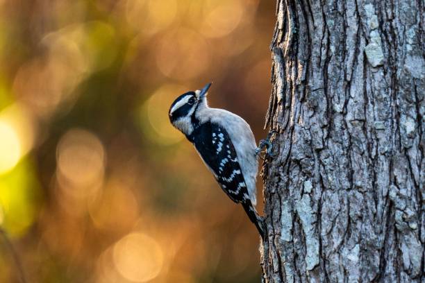 pic poilu femelle sur un tronc d’arbre. leuconotopicus villosus. - picoides villosus photos et images de collection