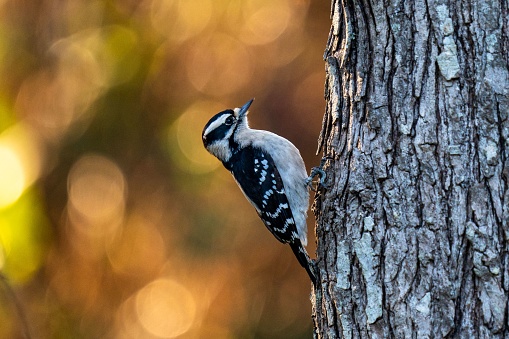 A female hairy woodpecker on a tree trunk. Leuconotopicus villosus.
